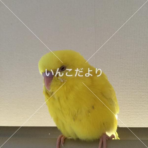 迷い鳥の写真