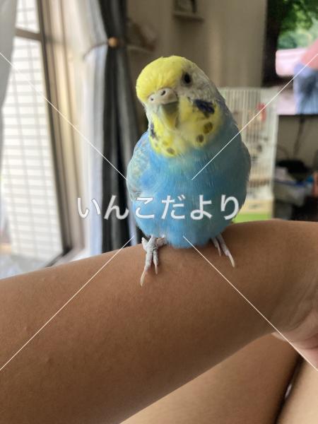 迷い鳥の写真