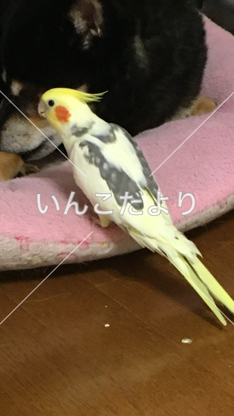 迷い鳥の写真