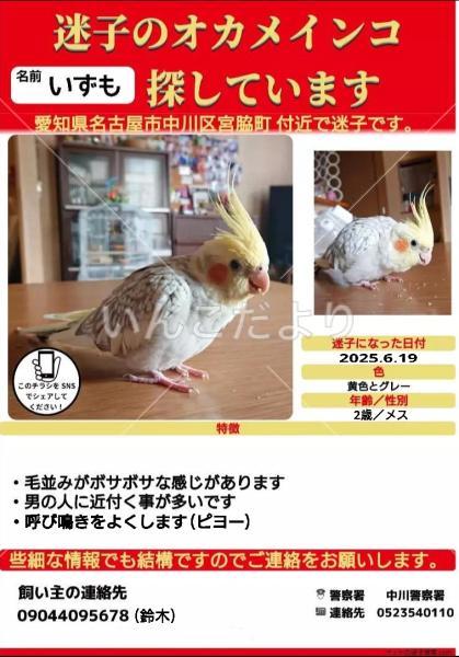迷い鳥の写真
