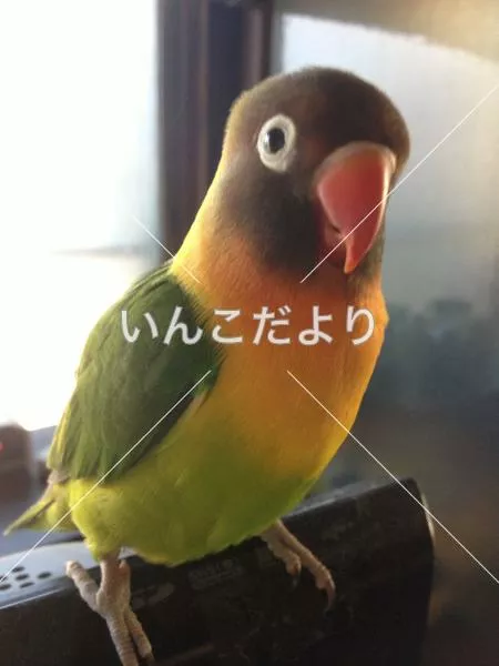 迷い鳥の写真