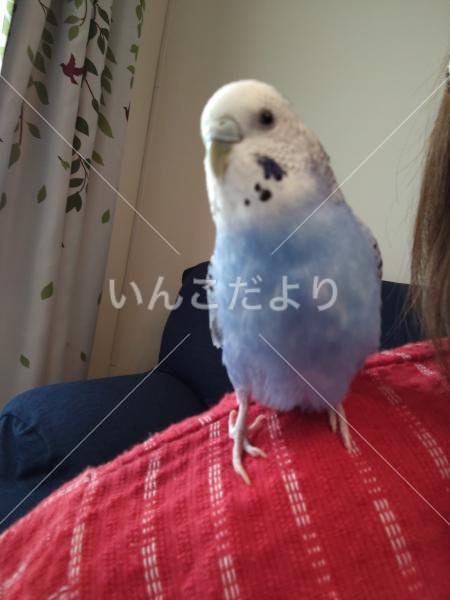 迷い鳥の写真