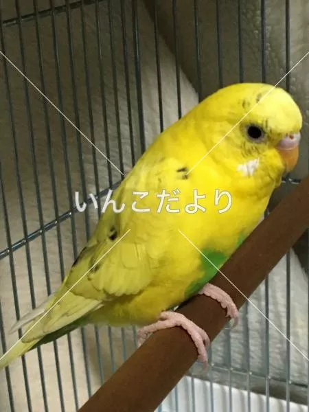 保護鳥の写真