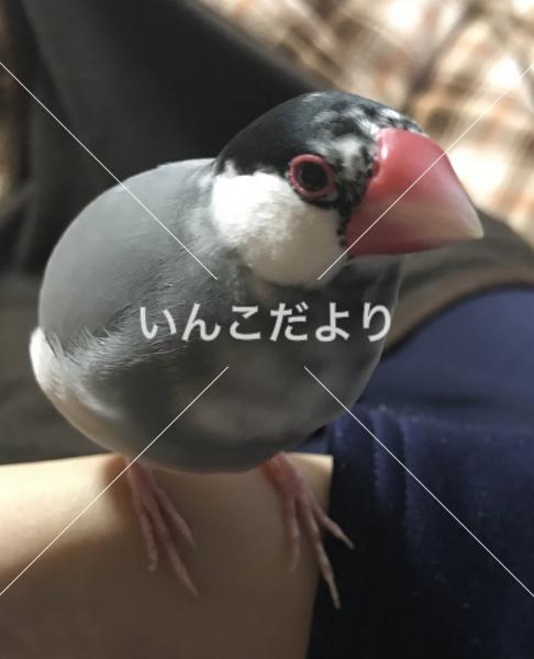 迷い鳥の写真