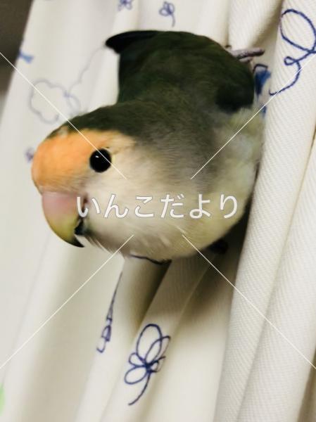 迷い鳥の写真