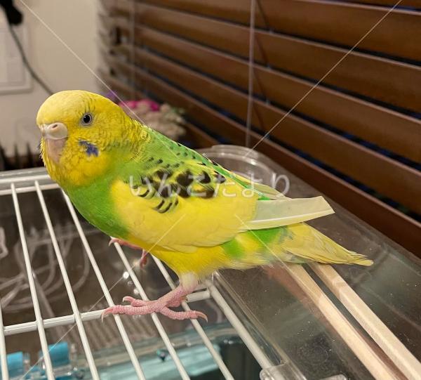 保護鳥の写真