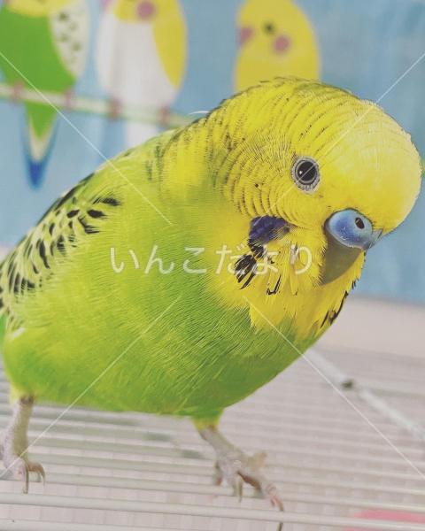 迷い鳥の写真