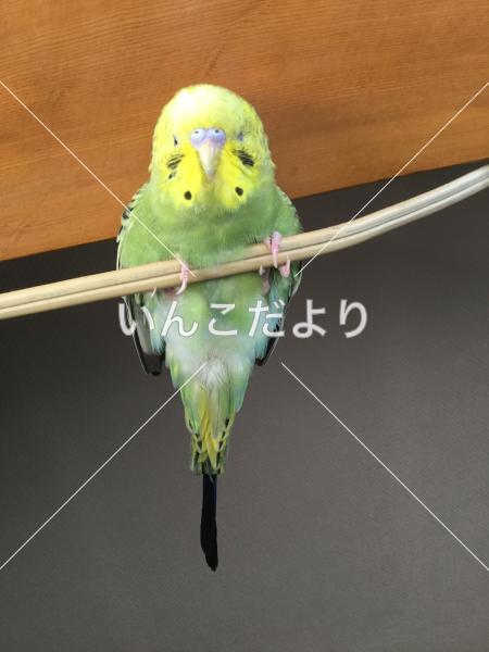 保護鳥の写真