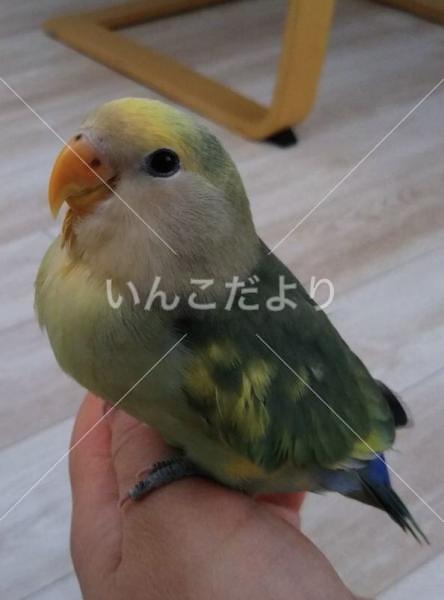 迷い鳥の写真