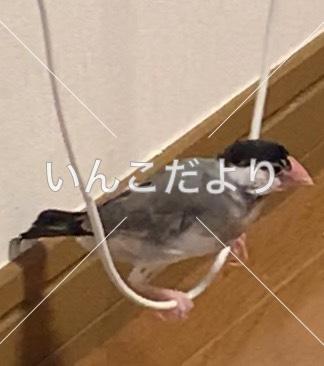 迷い鳥の写真