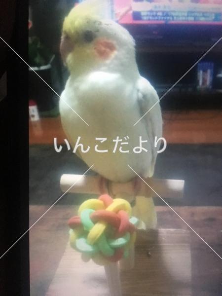 迷い鳥の写真