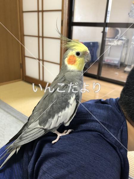 迷い鳥の写真