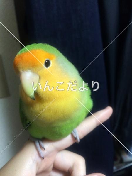 迷い鳥の写真