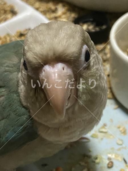 迷い鳥の写真