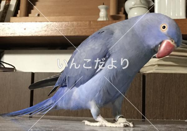 迷い鳥の写真