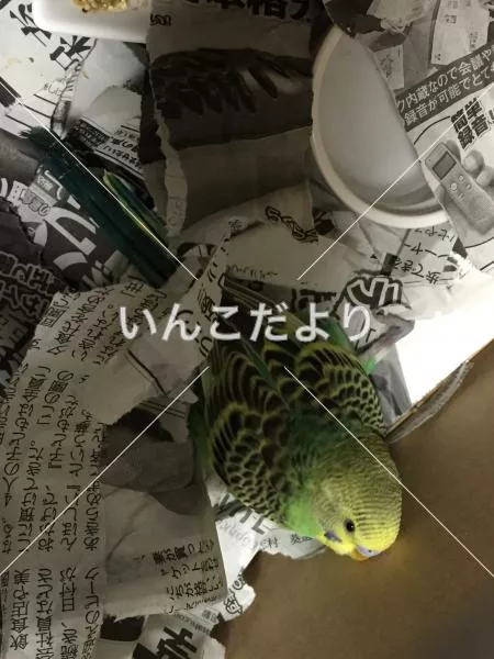 保護鳥の写真