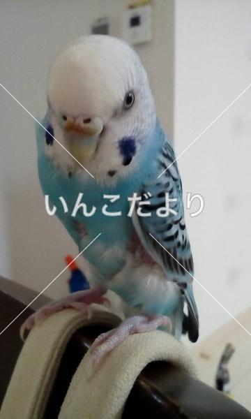 迷い鳥の写真