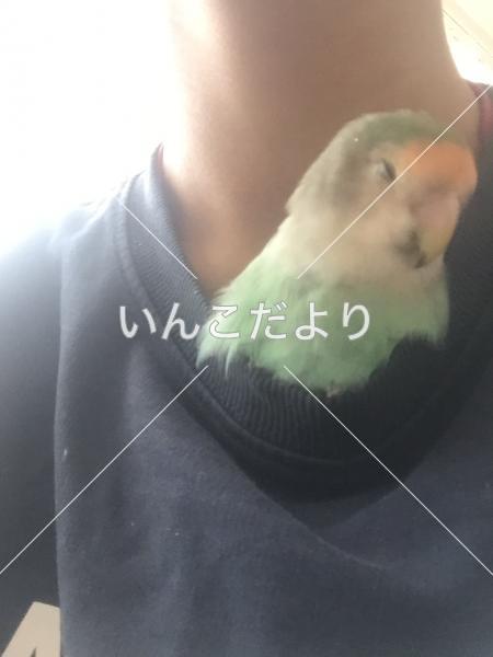 迷い鳥の写真