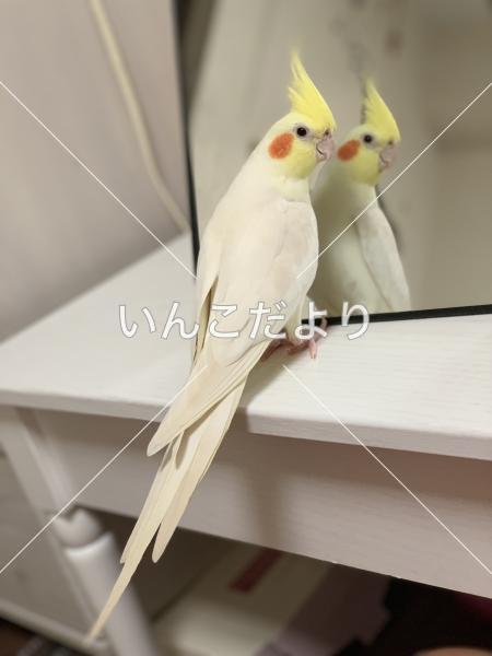 迷い鳥の写真