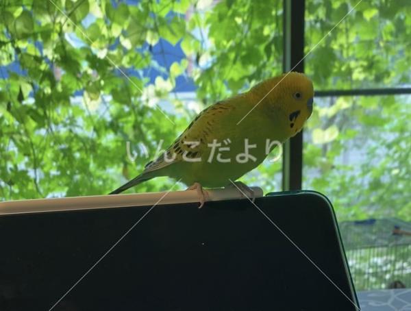 迷い鳥の写真