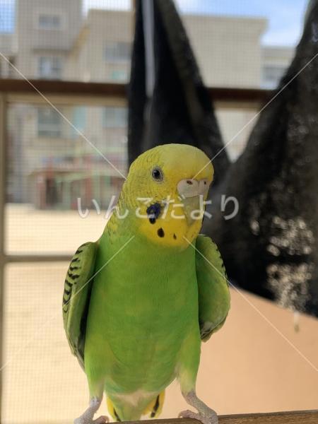 保護鳥の写真