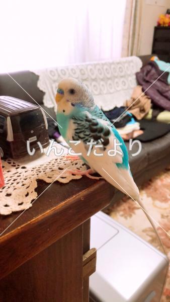 迷い鳥の写真