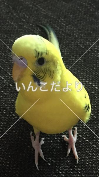 迷い鳥の写真
