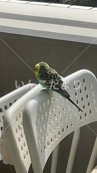 保護鳥の写真