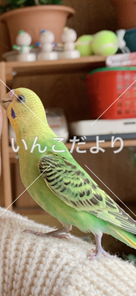 迷い鳥の写真