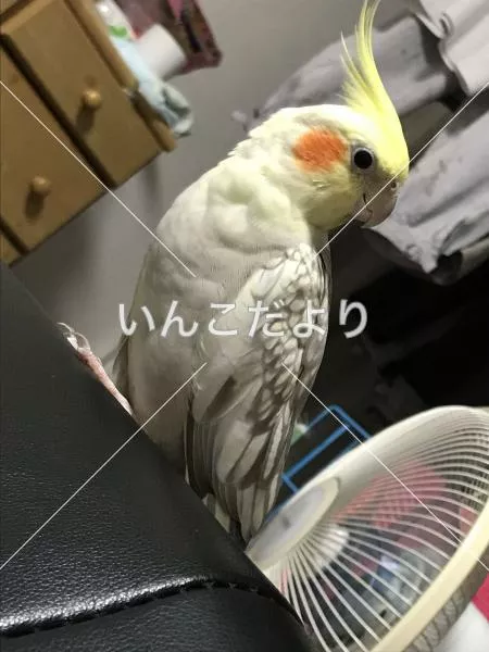 迷い鳥の写真