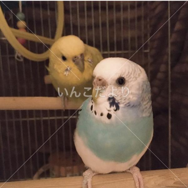 迷い鳥の写真