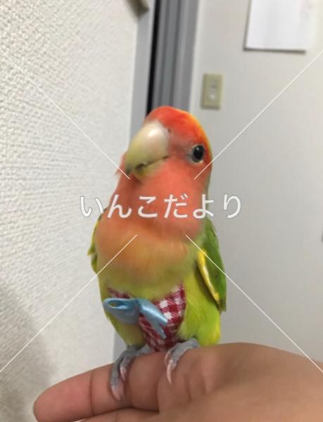 迷い鳥の写真