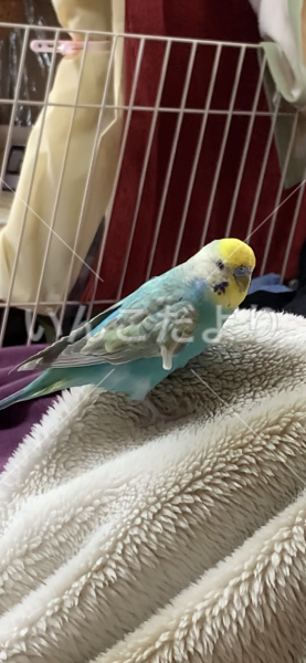 迷い鳥の写真
