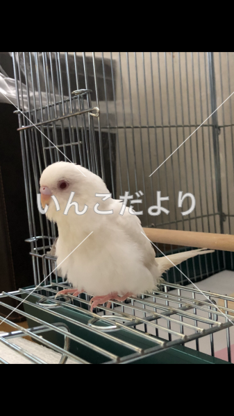 迷い鳥の写真