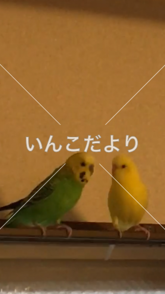 迷い鳥の写真