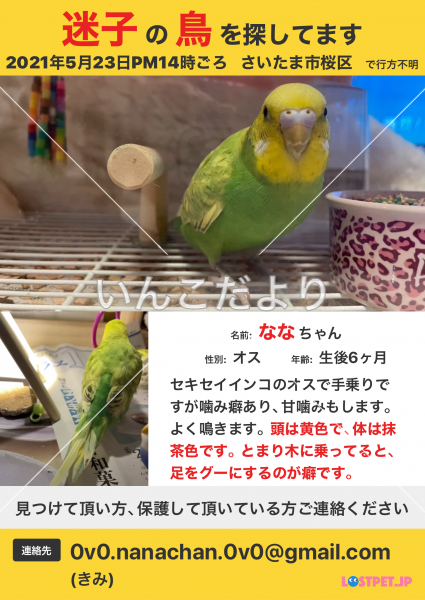 迷い鳥の写真