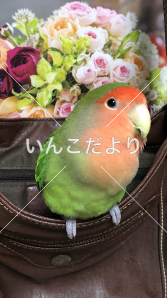 迷い鳥の写真