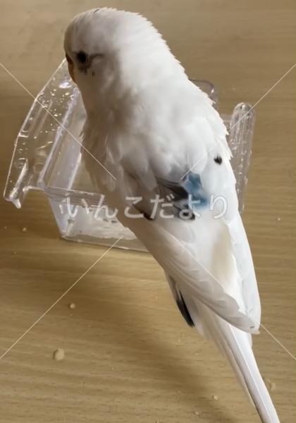 迷い鳥の写真
