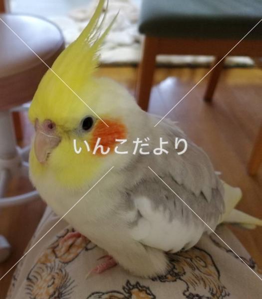 迷い鳥の写真