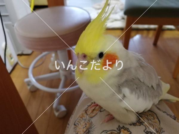 迷い鳥の写真