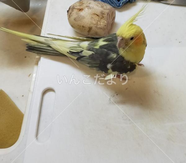 迷い鳥の写真
