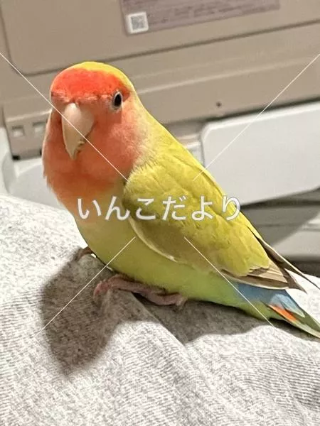 保護鳥の写真