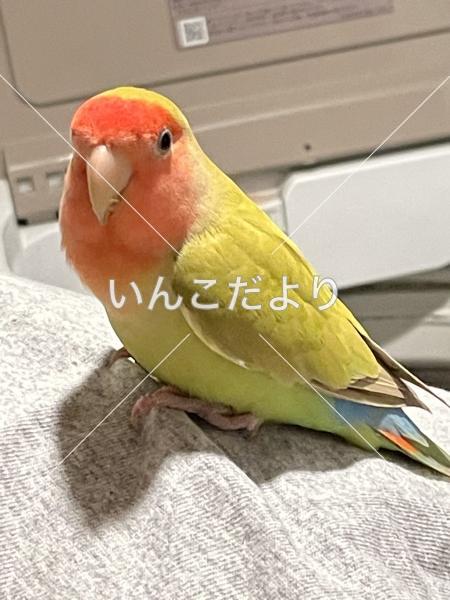 保護鳥の写真