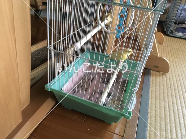 保護鳥の写真