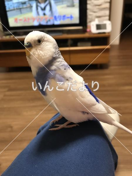 迷い鳥の写真