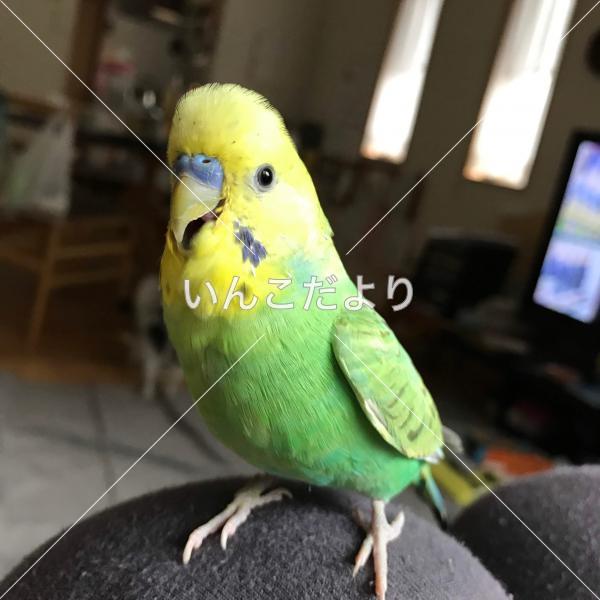 迷い鳥の写真
