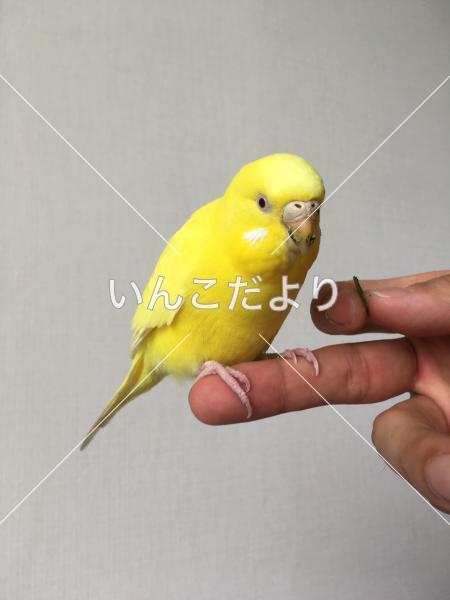 保護鳥の写真
