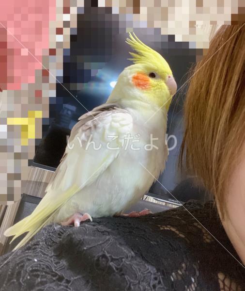 迷い鳥の写真