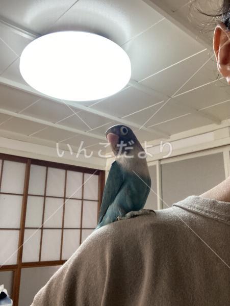 迷い鳥の写真