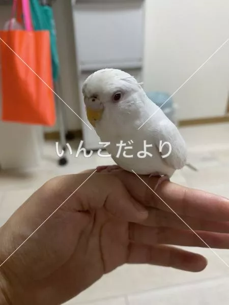 保護鳥の写真